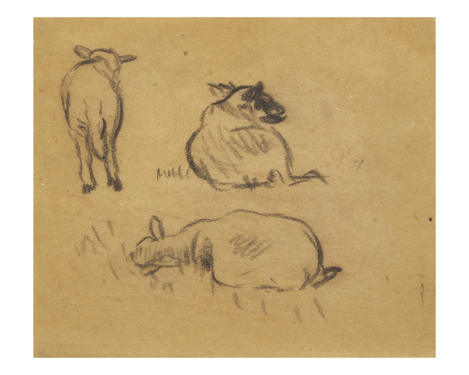 Sheep Studies