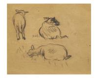 Sheep Studies