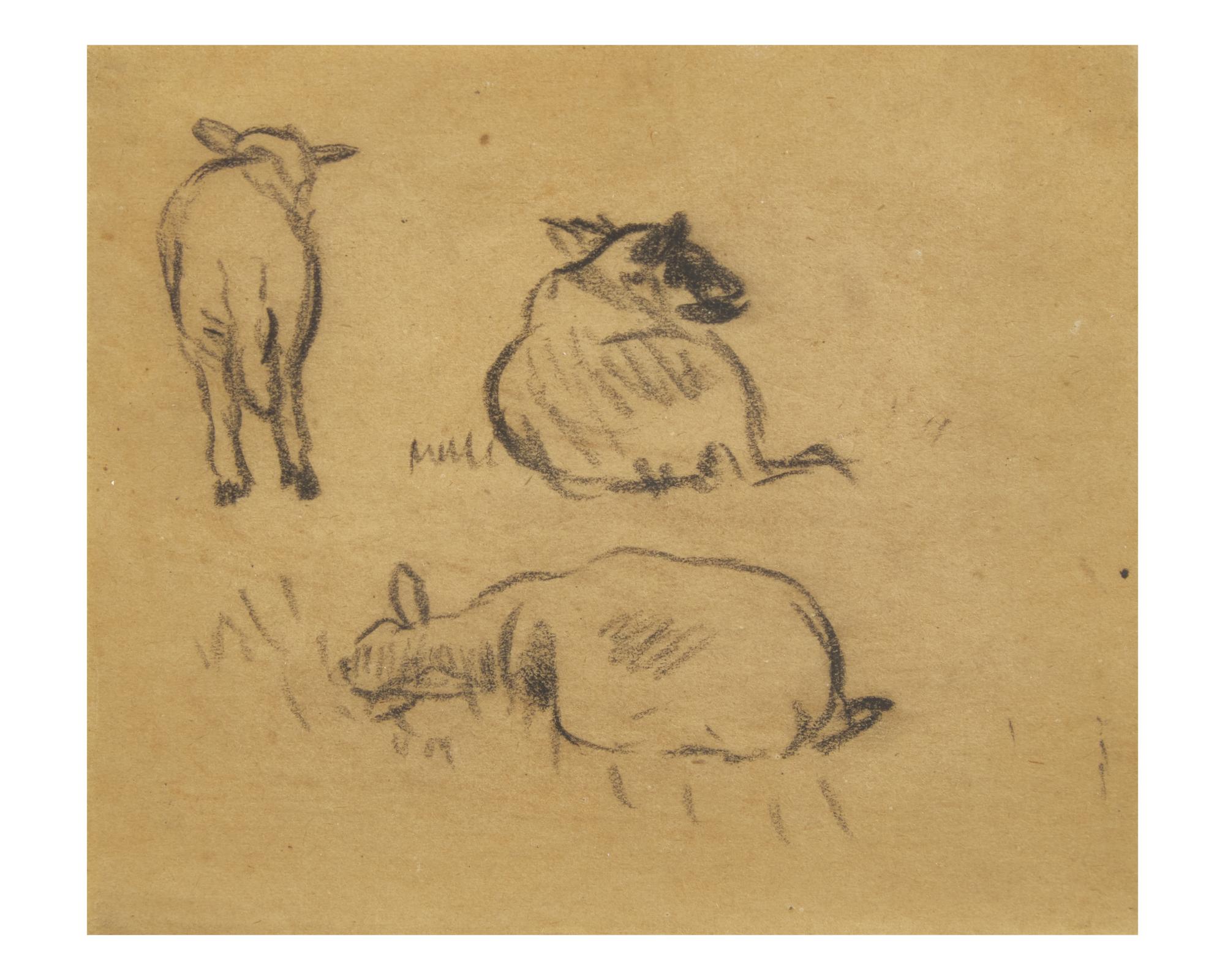 Sheep Studies