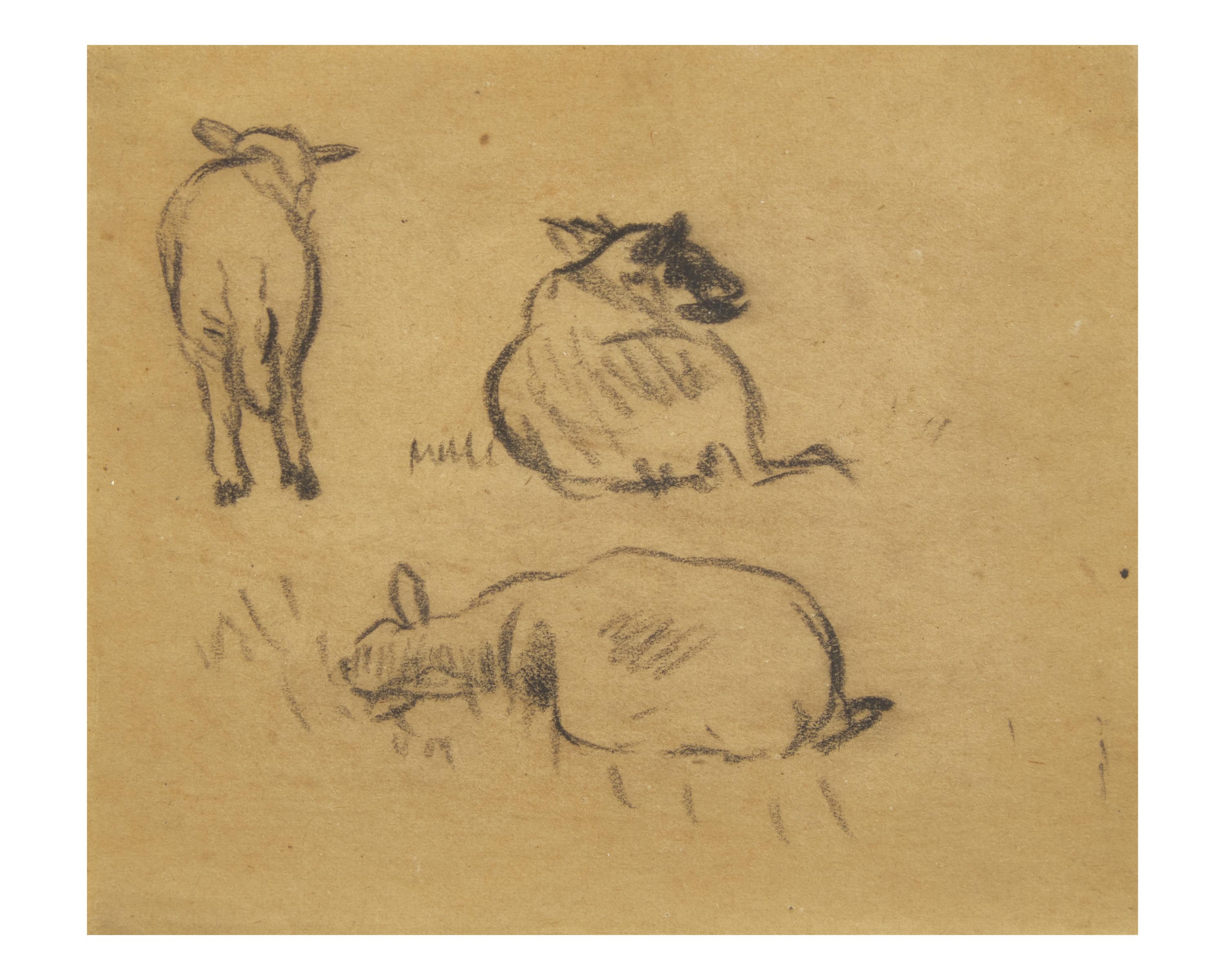 Sheep Studies