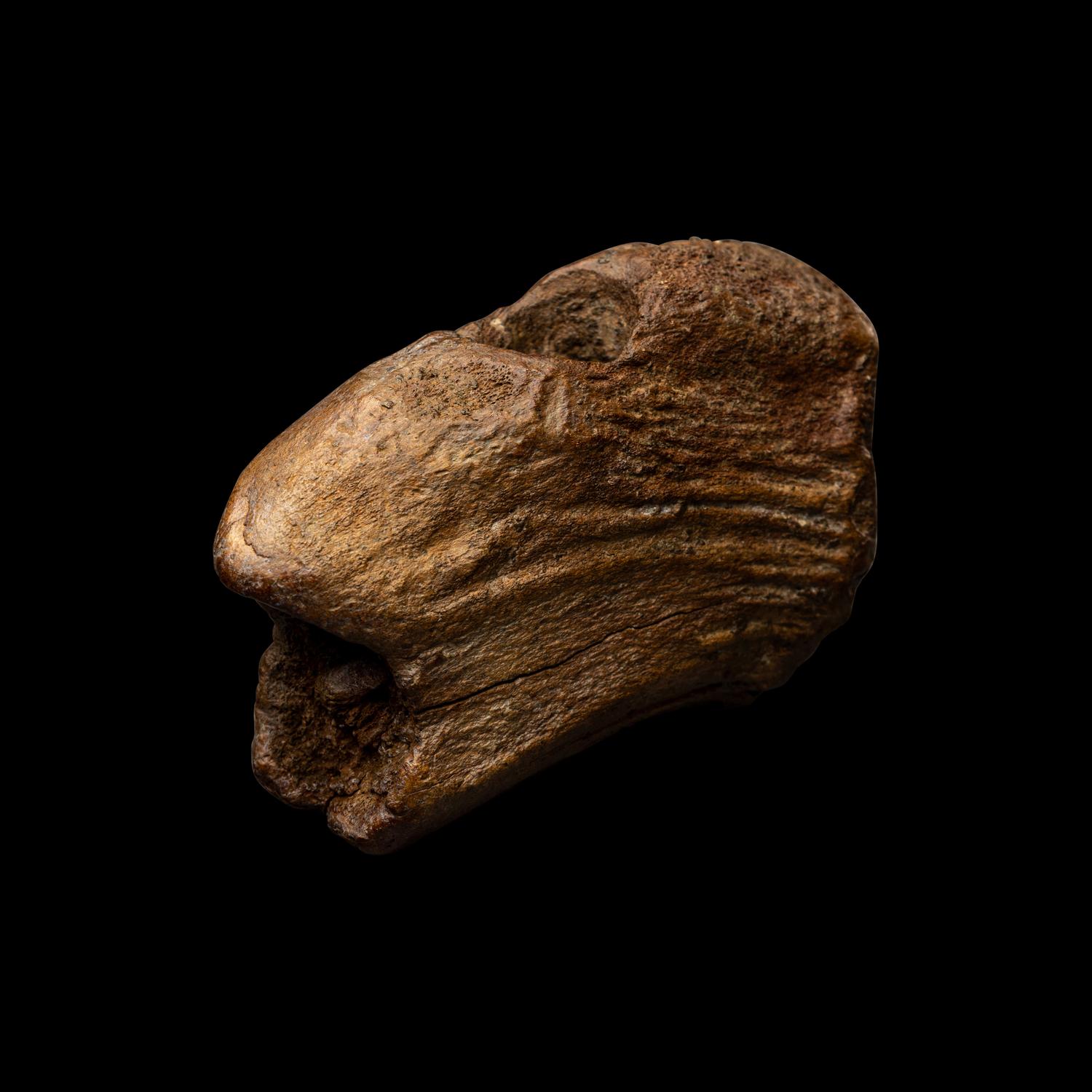 A Mesolithic Fossil Antler Adze