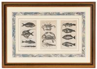 A Set of Seven Framed Groups of Ichthyological Engravings