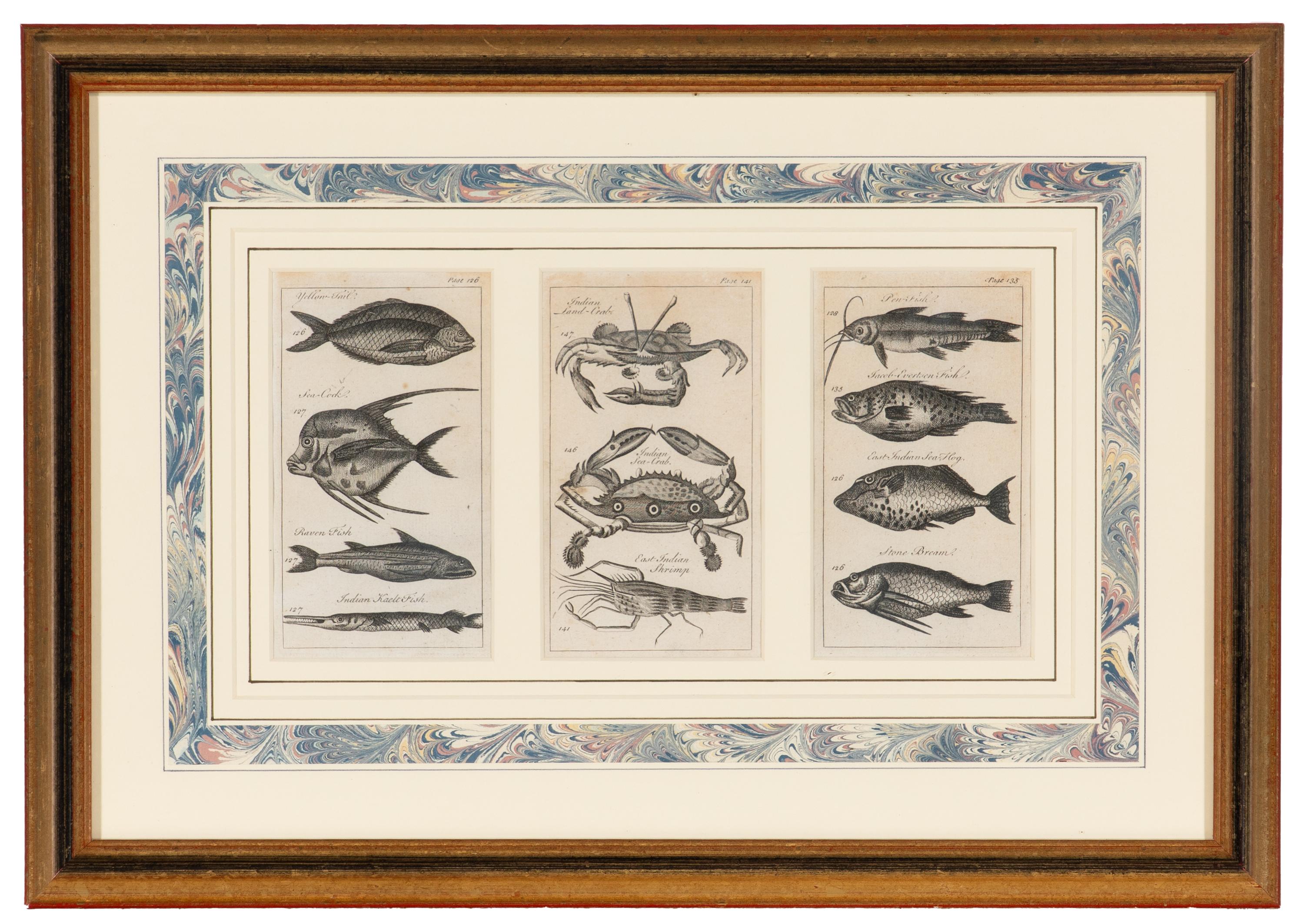 A Set of Seven Framed Groups of Ichthyological Engravings