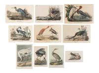 [Natural History] Audubon, John James. Group of 10 prints from the octavo "Birds of America"