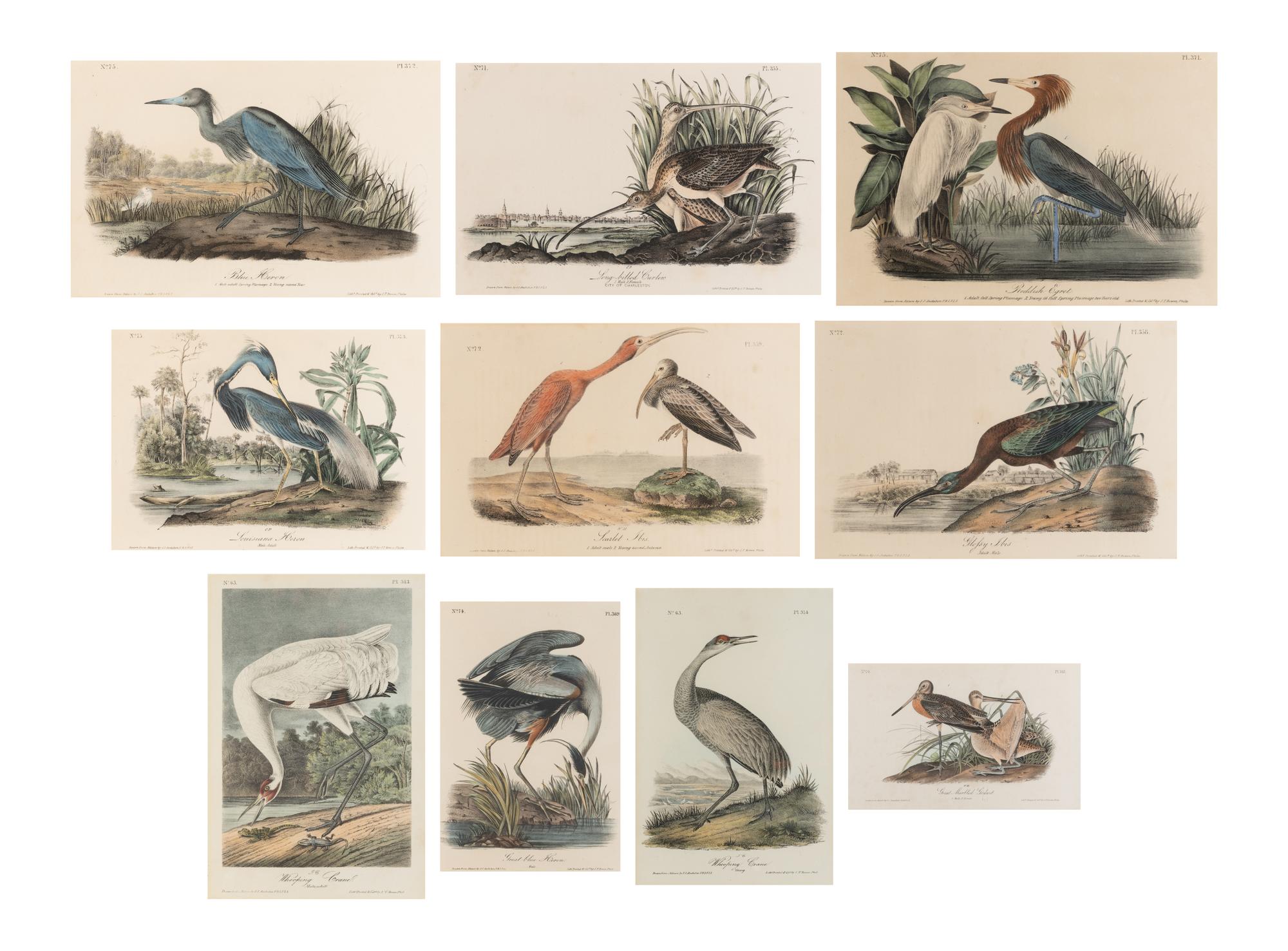 [Natural History] Audubon, John James. Group of 10 prints from the octavo "Birds of America"