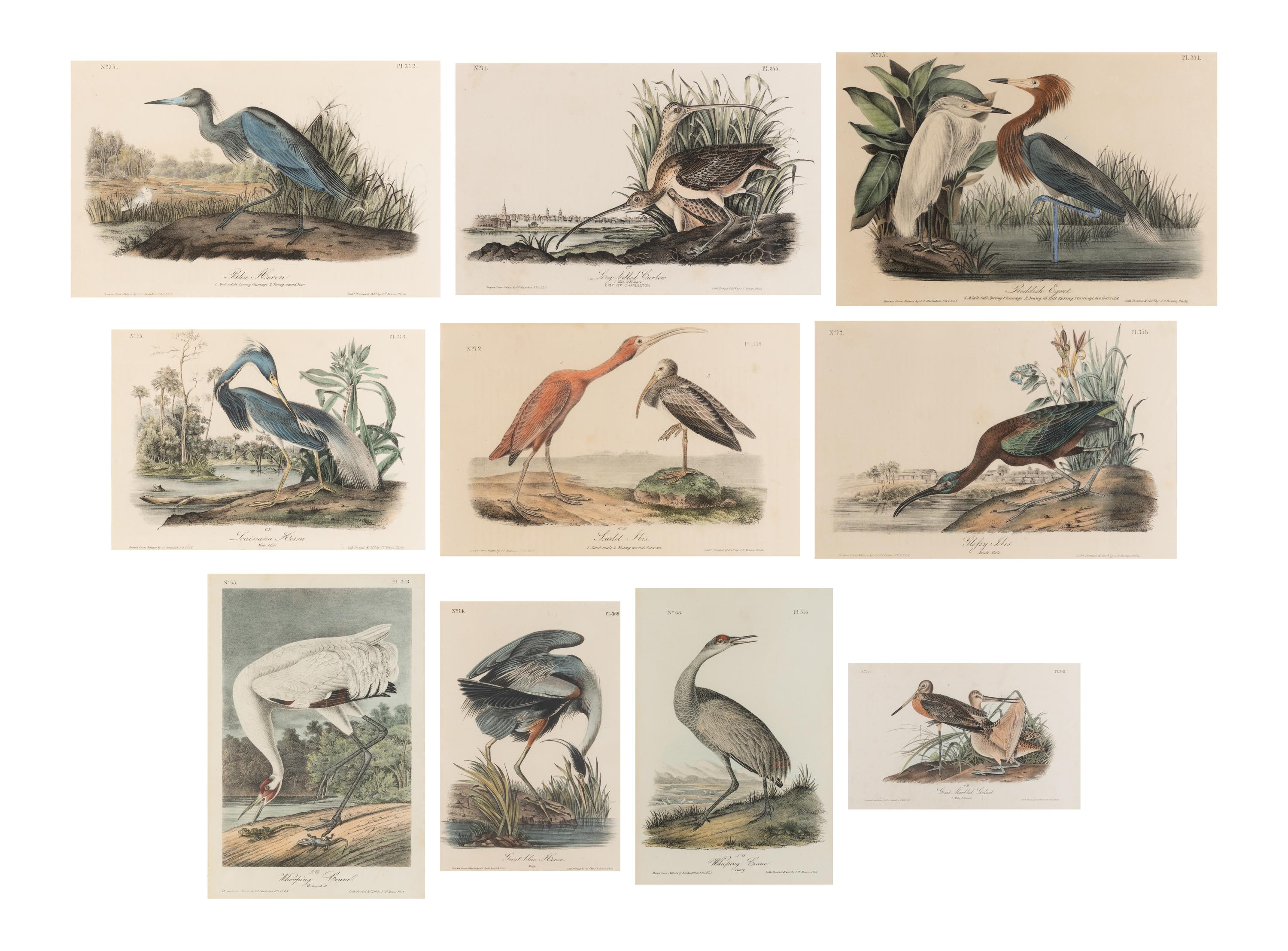 [Natural History] Audubon, John James. Group of 10 prints from the octavo "Birds of America"