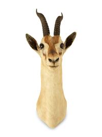 A Taxidermy Springbok Shoulder Mount