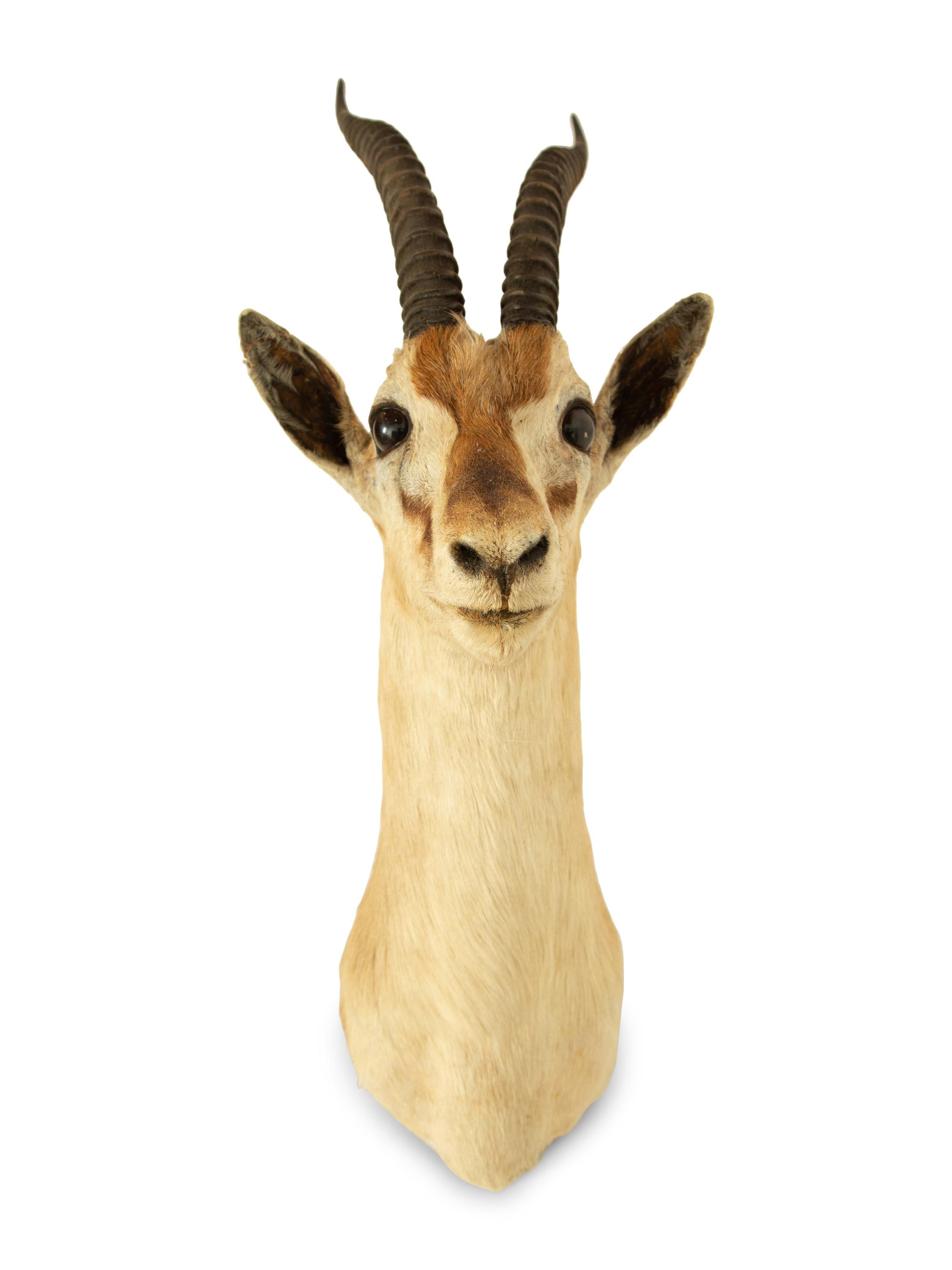 A Taxidermy Springbok Shoulder Mount
