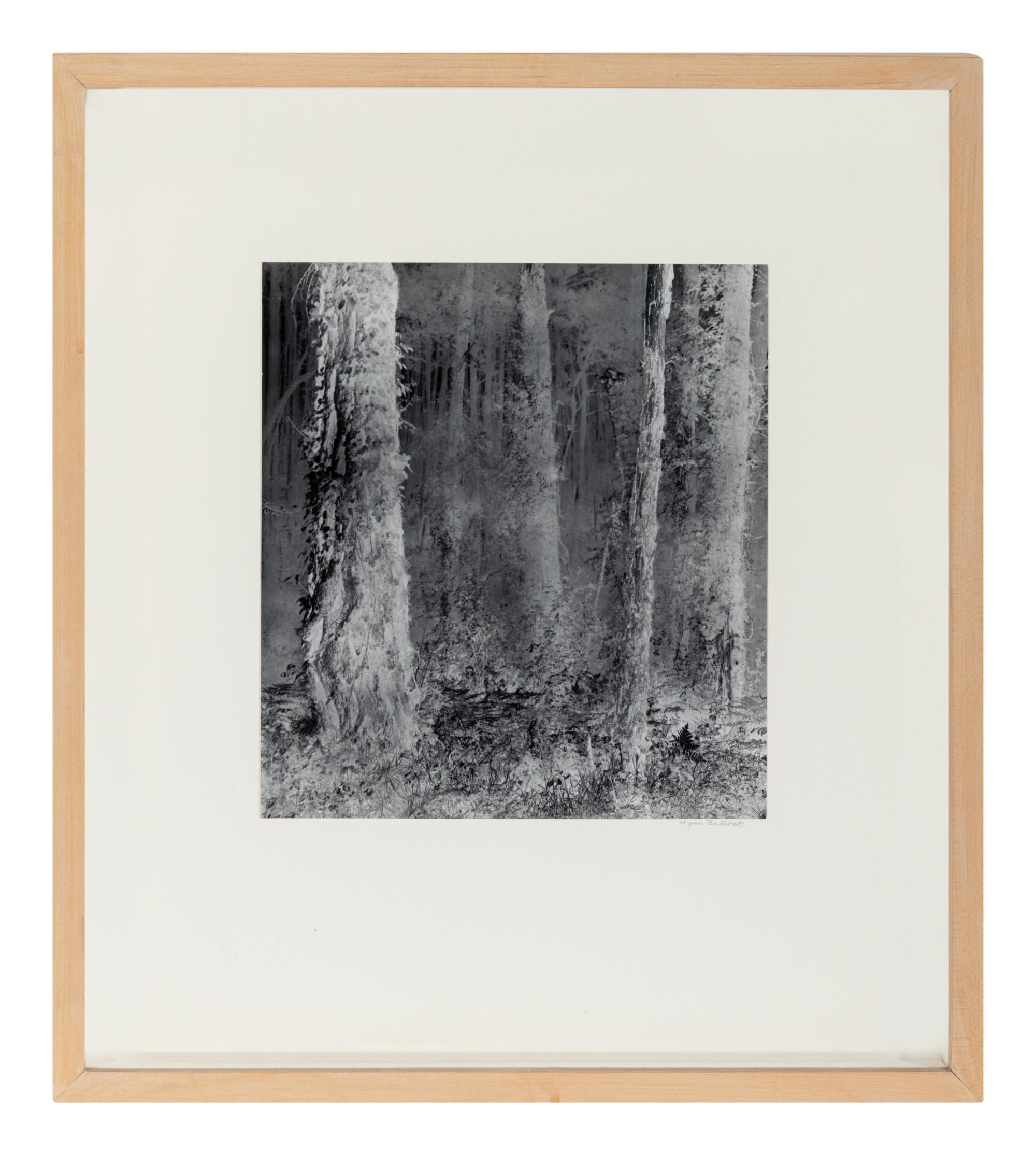 Untitled (Forest), 1970