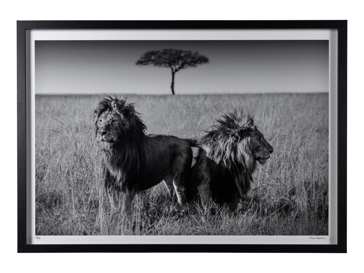Michel Ghatan (born 1975) The Twins, Masai Mara, Kenya, 2021