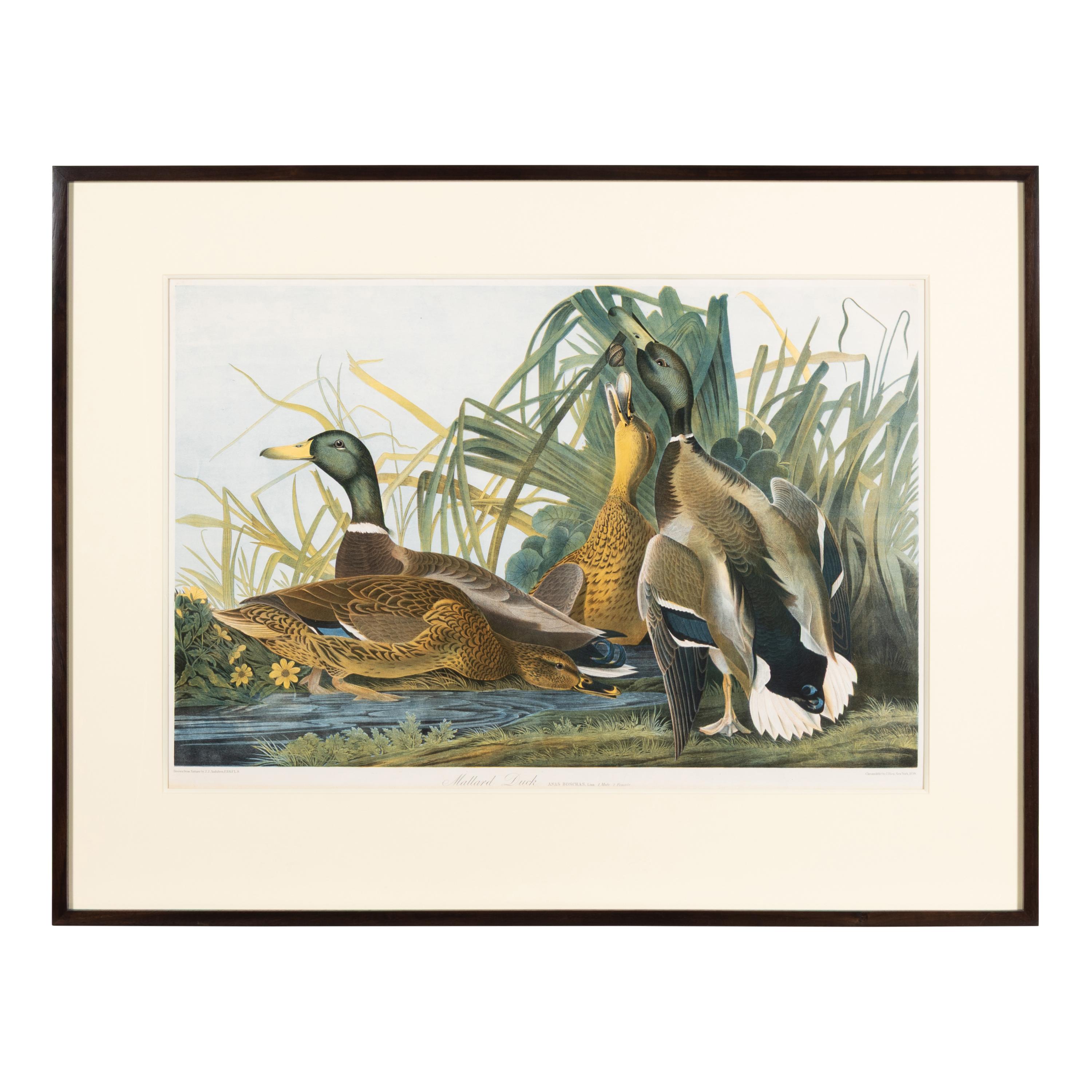 Audubon, John James (1785-1851) Mallard Duck (Plate 385) Anas Boschas