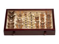 An Eight-Drawer Mahogany Lepidopterological Specimen Cabinet
