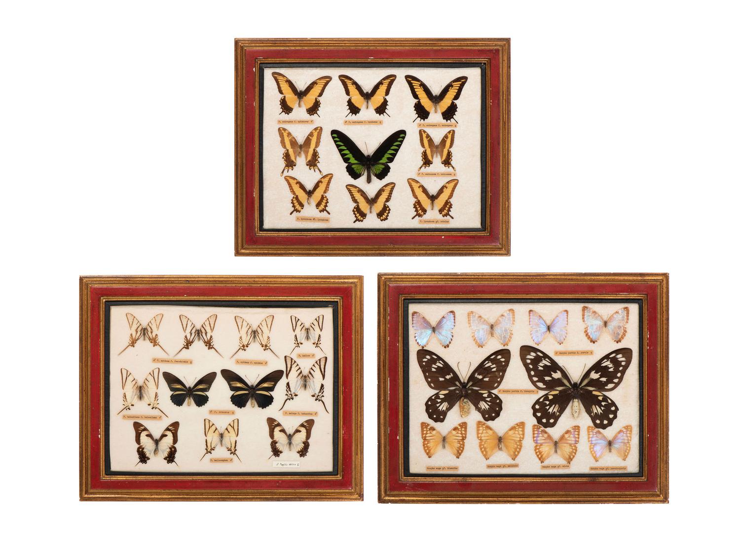 Three Framed Groups of Lepidopterological Specimens