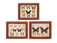 Three Framed Groups of Lepidopterological Specimens
