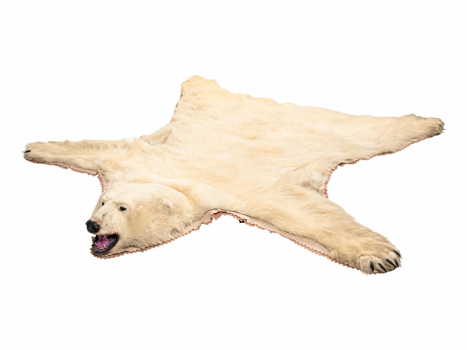A Taxidermy Polar Bear Rug