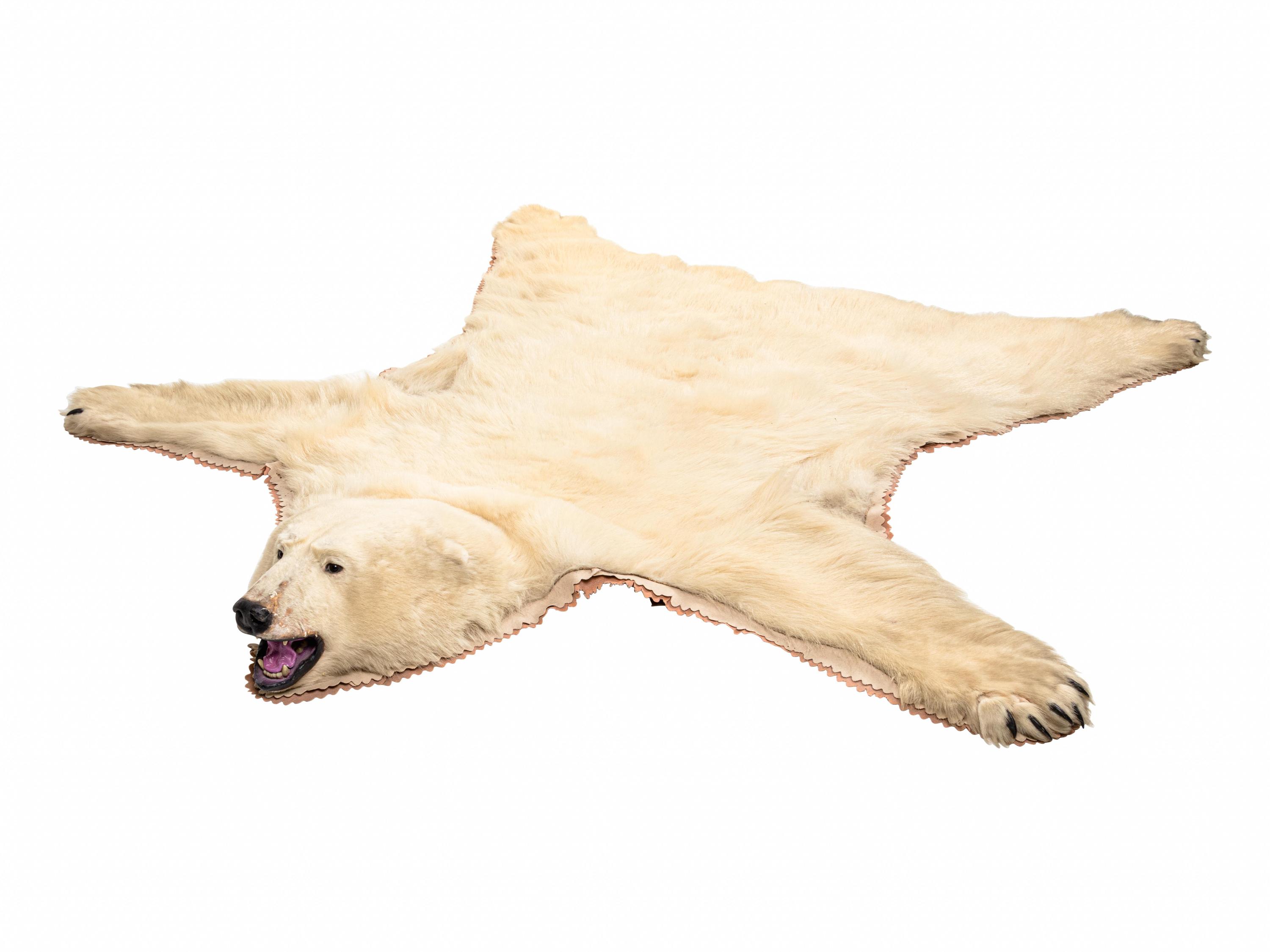 A Taxidermy Polar Bear Rug