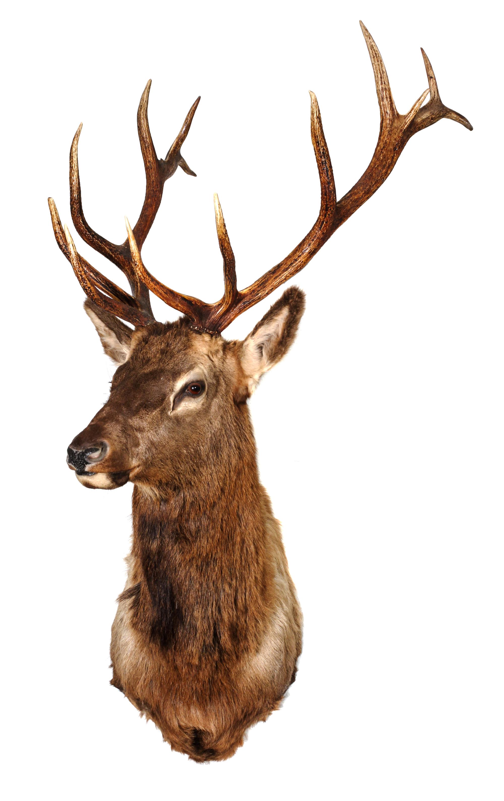 An Elk Shoulder Mount