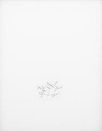 Untitled (Herman)