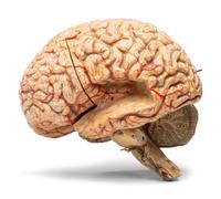 A Painted Plaster Brain Section Model