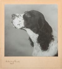 Three Works of Art depicting English Springer Spaniels Largest: 23 1/4 x 29 1/4 inches.
