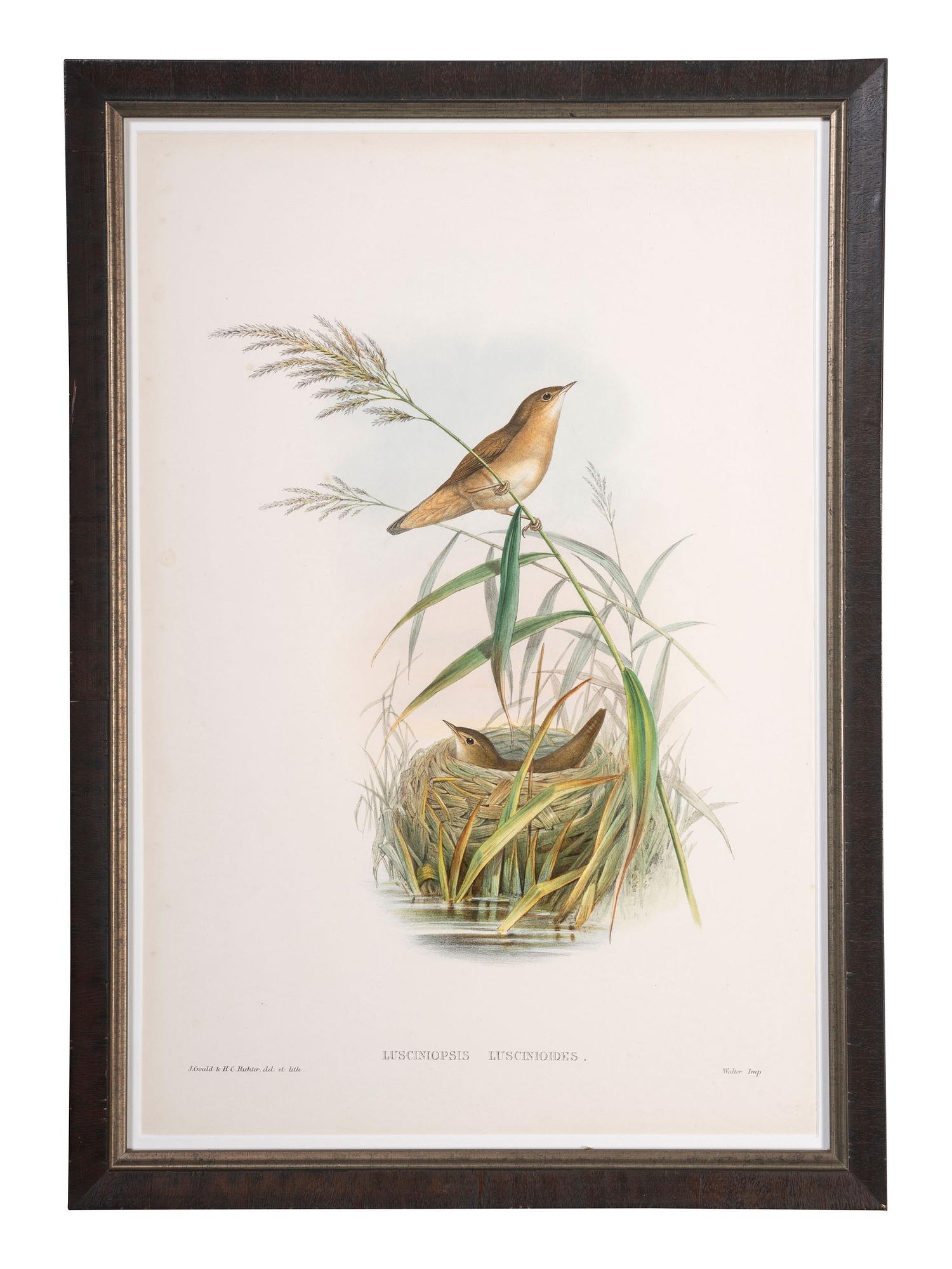 Eight Framed Avian Prints