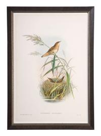Eight Framed Avian Prints