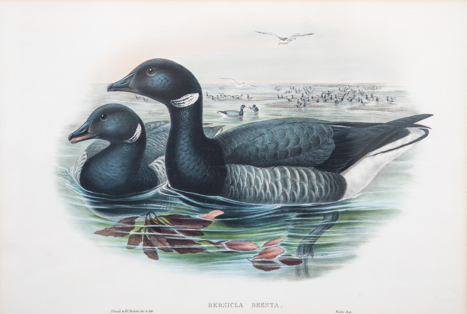 Six Framed Ornithological Color Engravings Image area 13 1/2 x 19 5/8 inches. — 19TH CENTURY