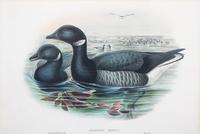 Six Framed Ornithological Color Engravings Image area 13 1/2 x 19 5/8 inches. — 19TH CENTURY