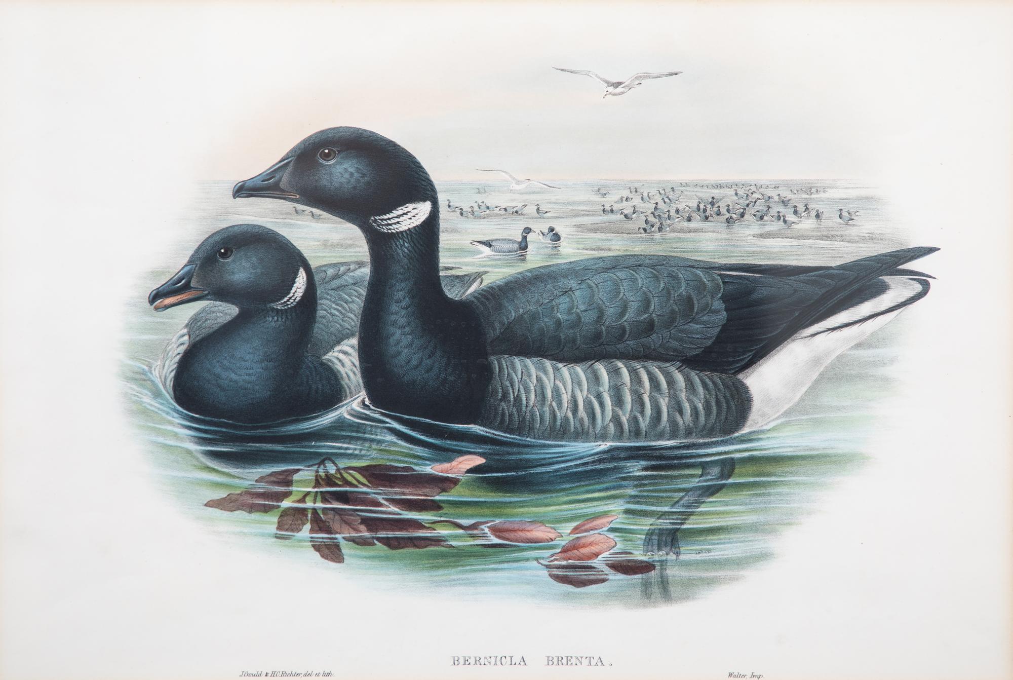 Six Framed Ornithological Color Engravings Image area 13 1/2 x 19 5/8 inches. — 19TH CENTURY