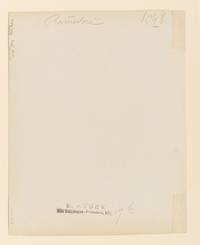 Primevère