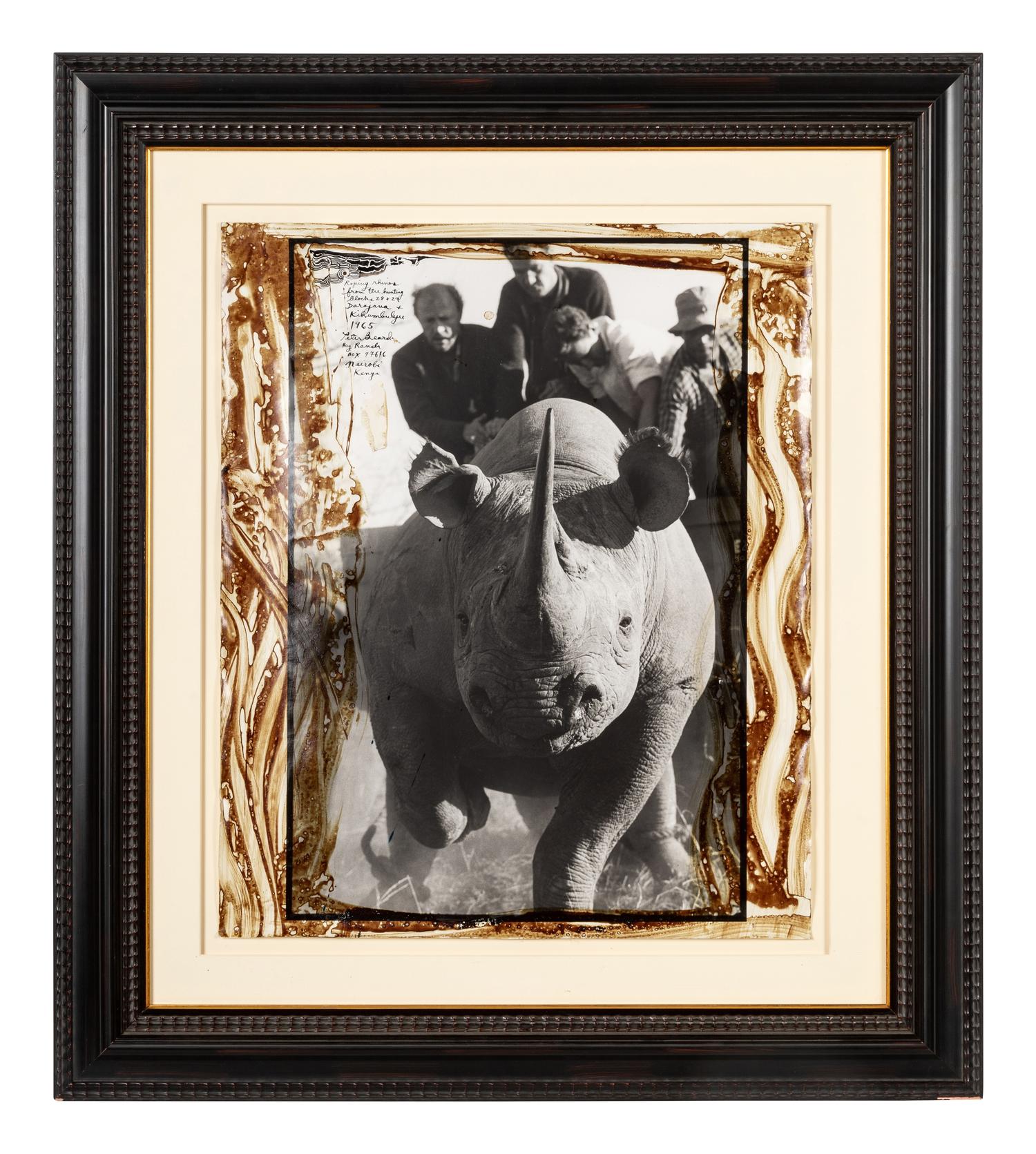 Peter Beard (1938-2020) Roping Rhinos from the Hunting Blocks 28 + 29, 1965