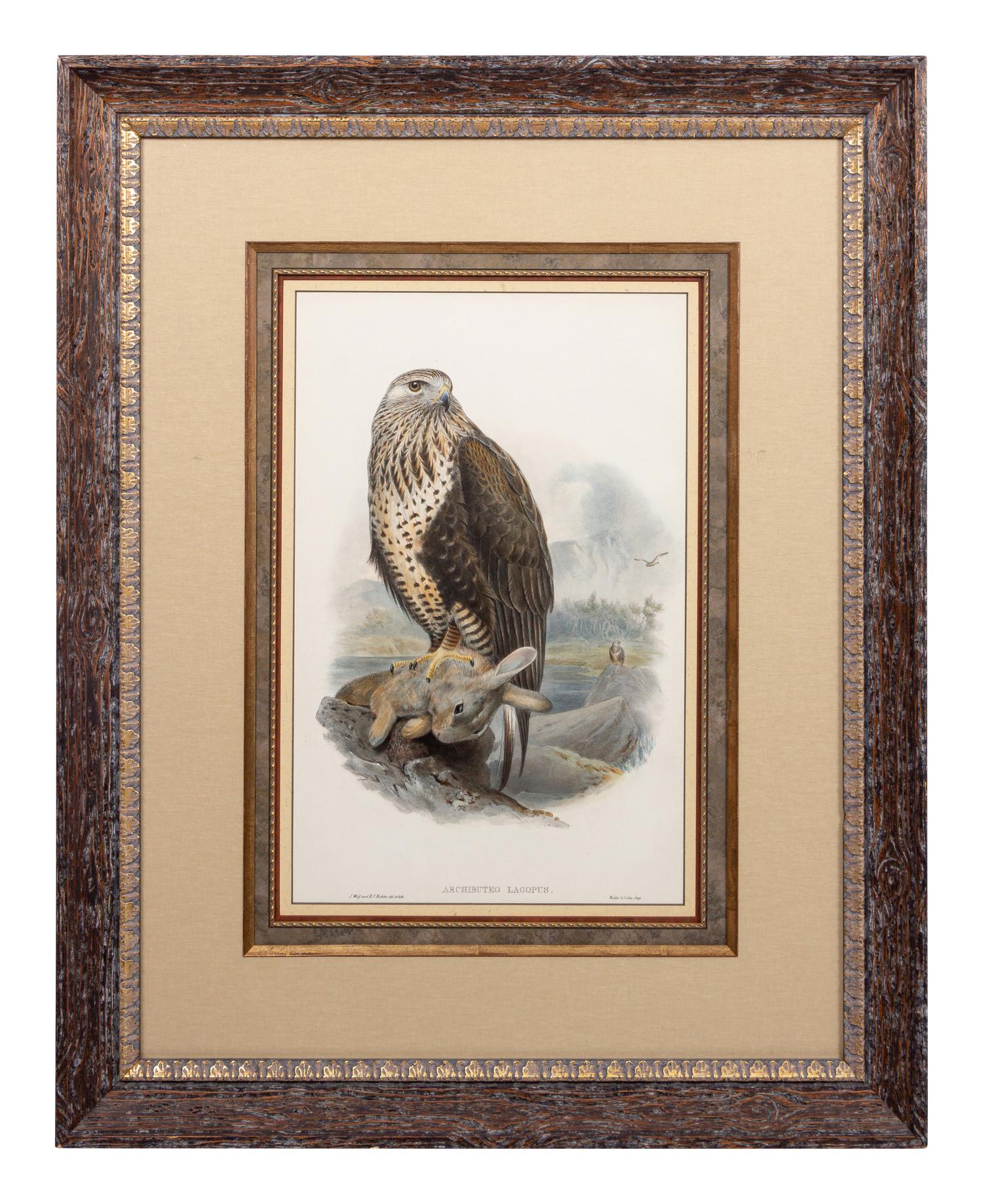 GOULD, John (1804-1881), after [Rough-legged Buzzard] Archibuteo Lagopus