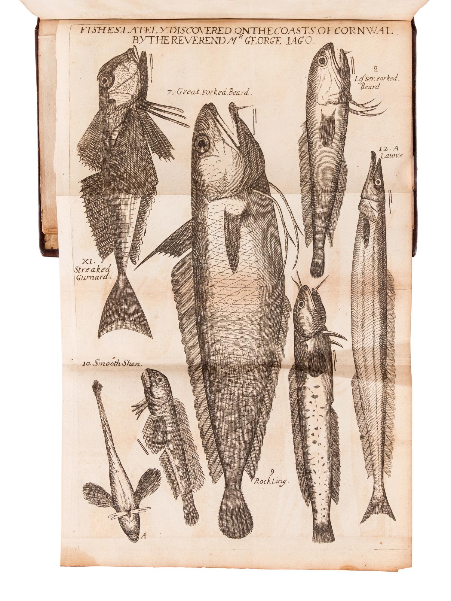RAY, John (1628-1705). Synopsis Methodica Avium & Piscium . London: William Innys, 1713.