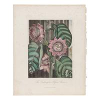 [Natural History] Thornton, Robert John. Group of 18 botanical plates from the 1812 quarto edition of "Temple of Flora"