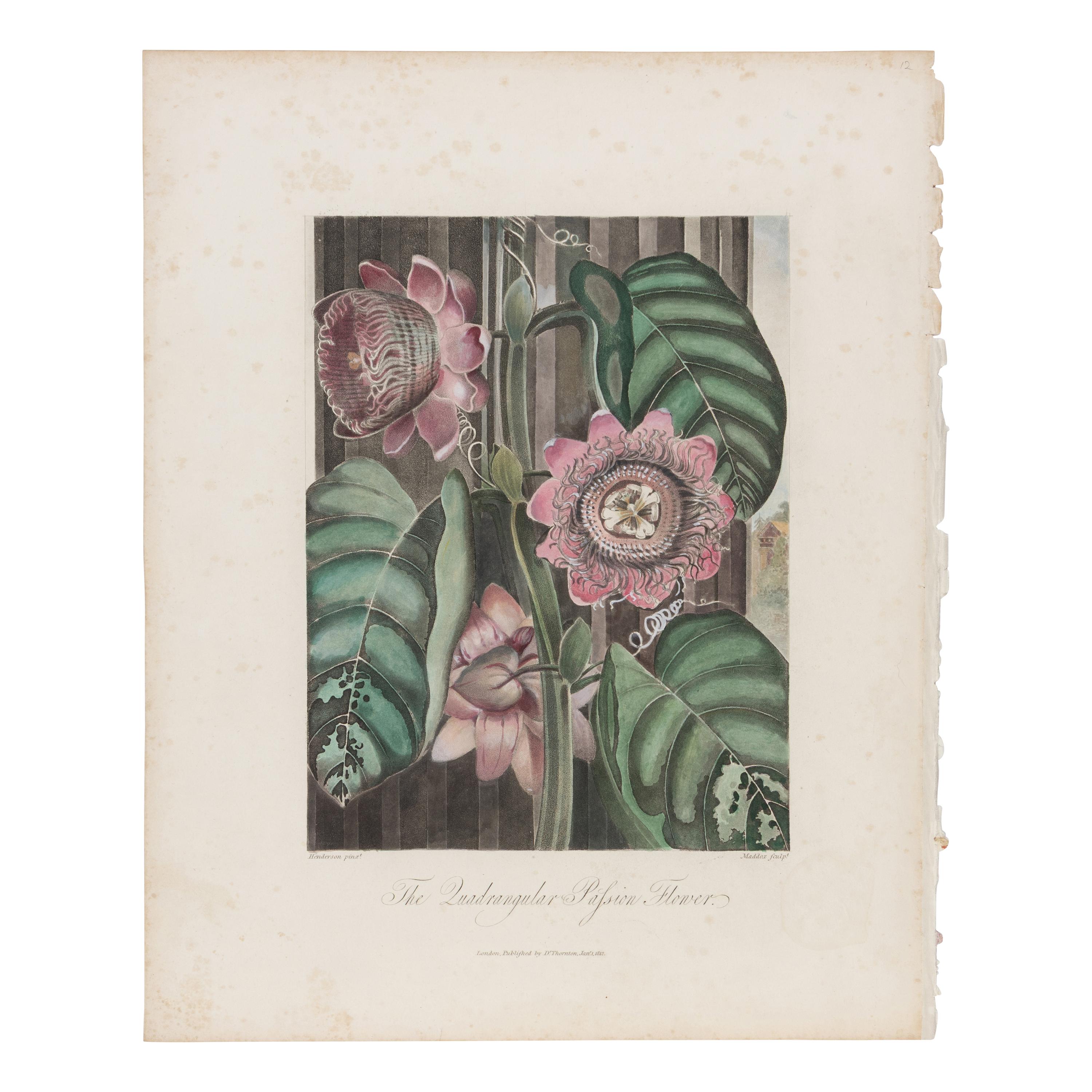 [Natural History] Thornton, Robert John. Group of 18 botanical plates from the 1812 quarto edition of "Temple of Flora"