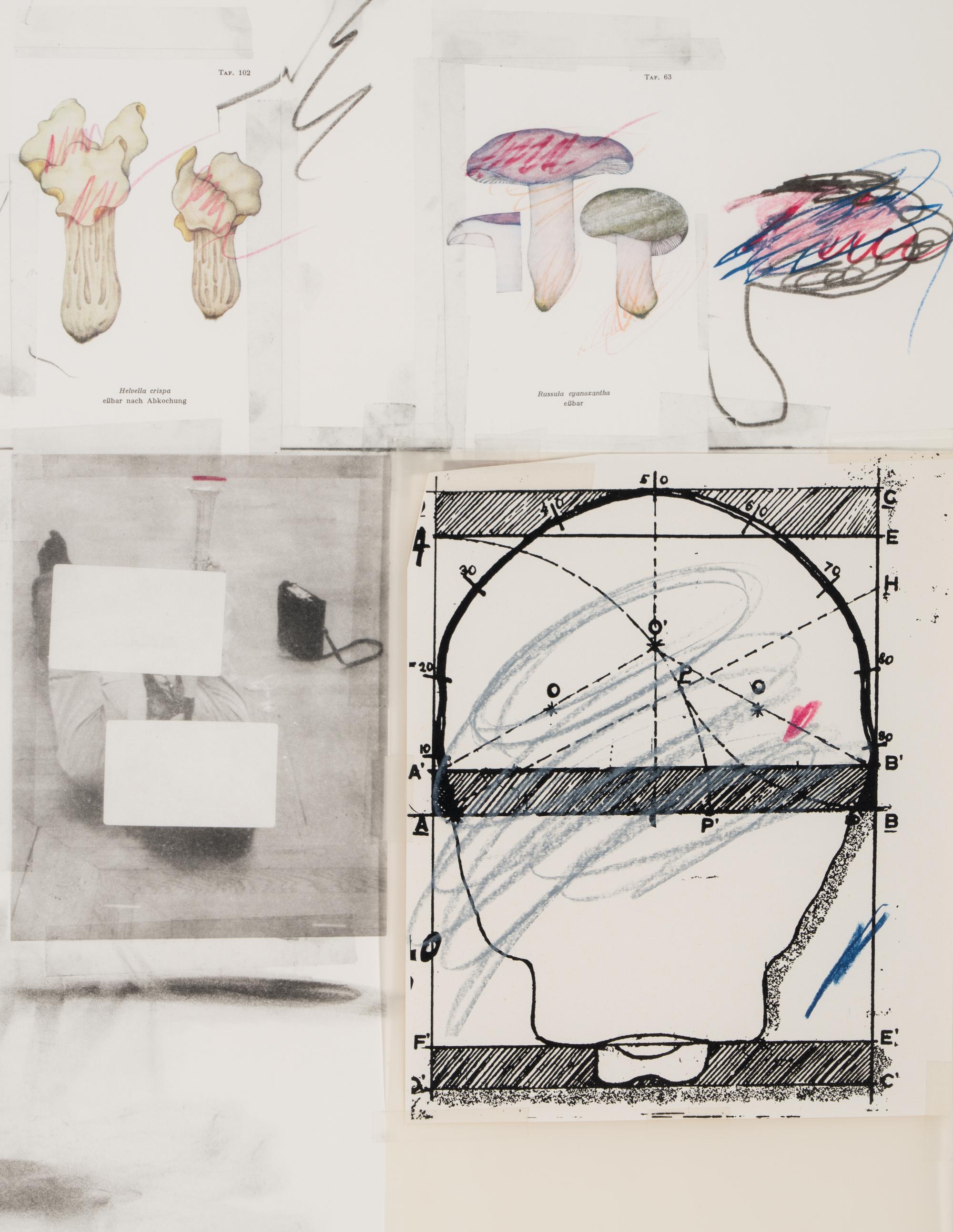 No. 2 (from Natural History, Part I, Mushrooms ), 1974