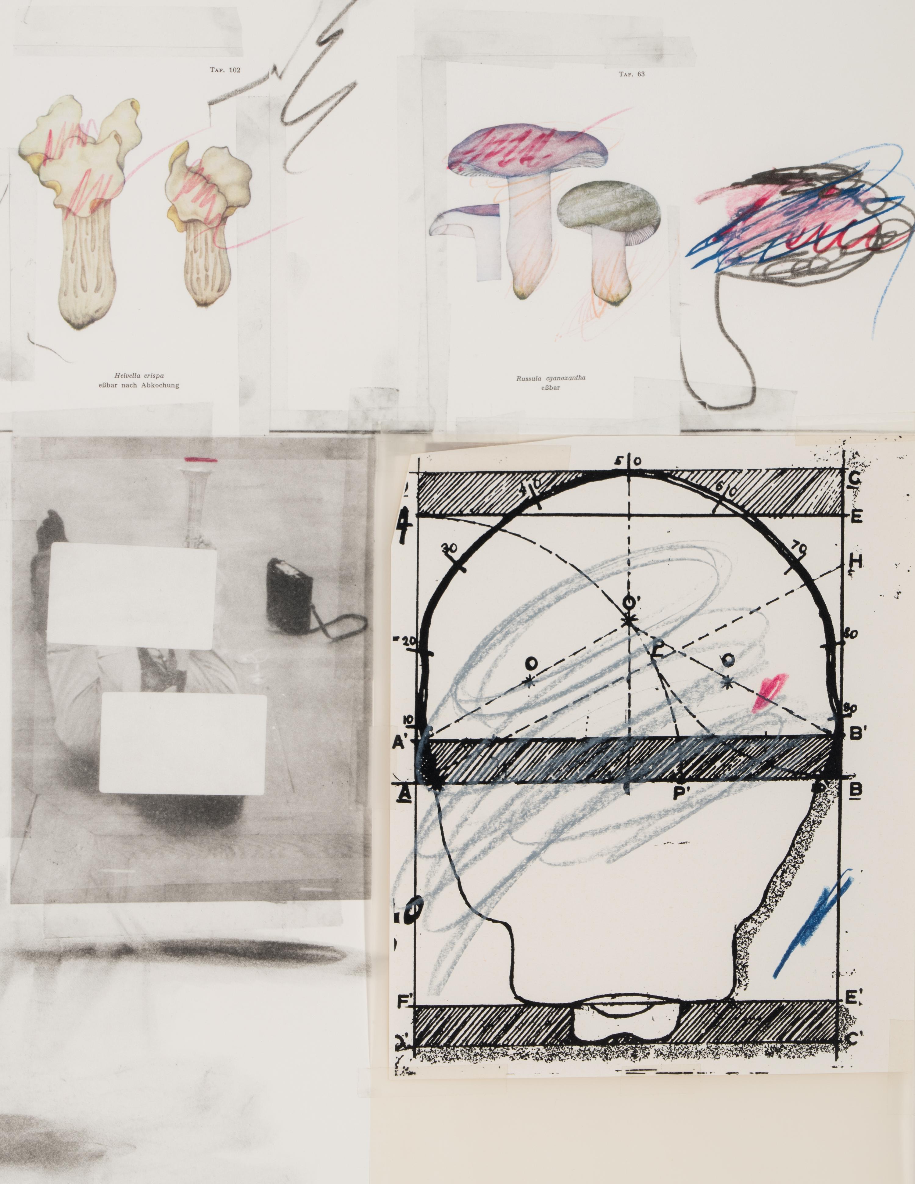 No. 2 (from Natural History, Part I, Mushrooms ), 1974