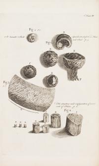 HOOKE, ROBERT. Micrographia Restaurata... London, 1745. Second edition, complete.