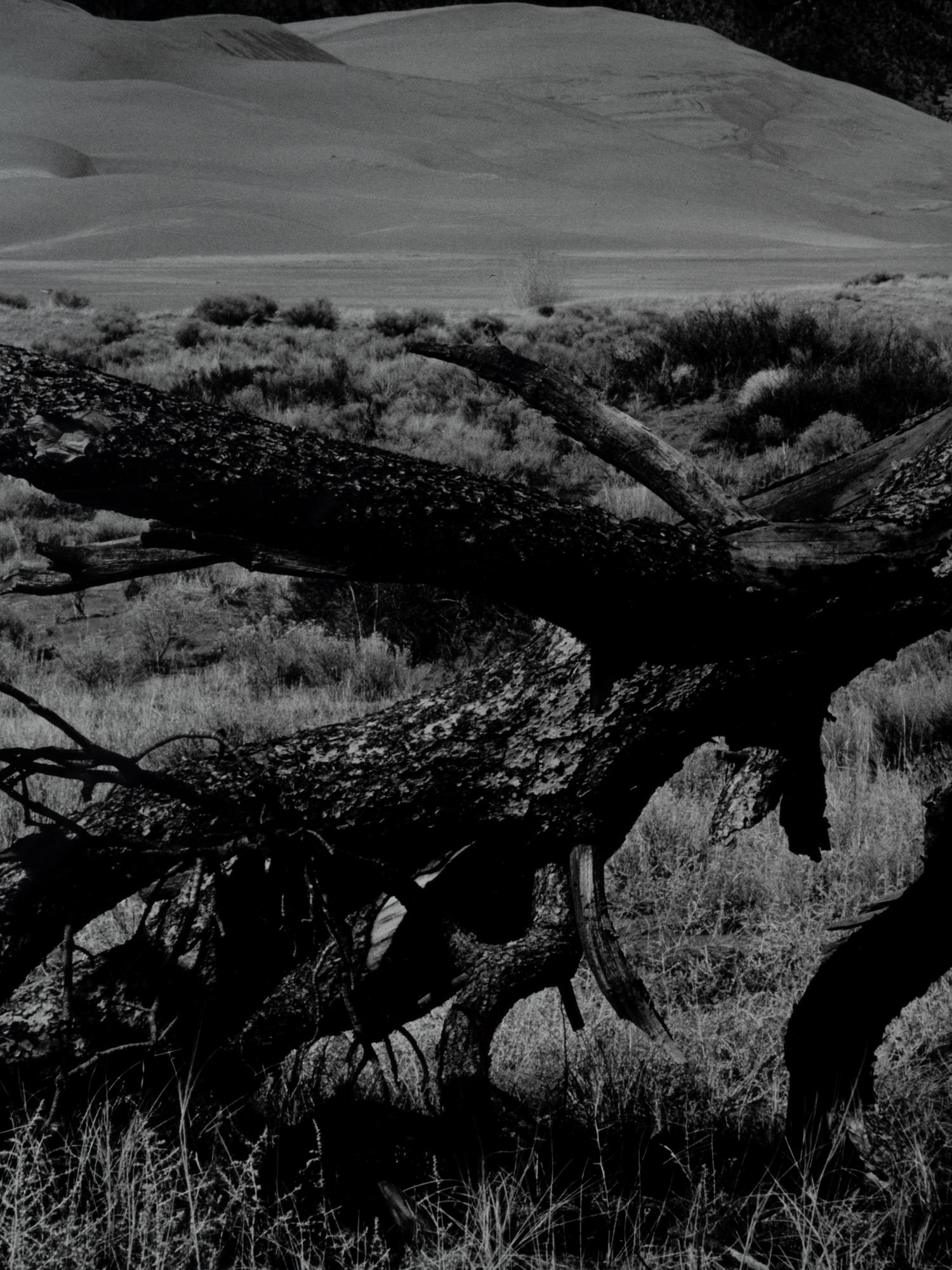 Fallen Pine, Mount Blanca, The Great Dunes of Colorado
