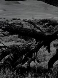 Fallen Pine, Mount Blanca, The Great Dunes of Colorado