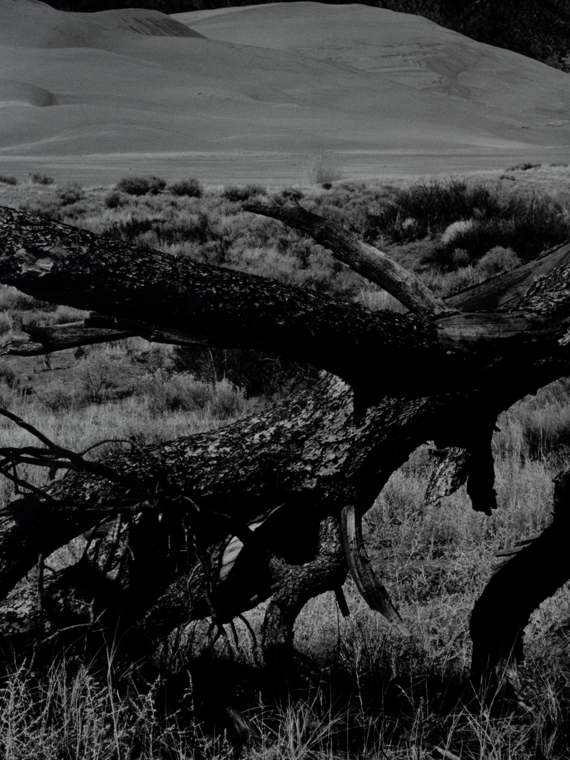 Fallen Pine, Mount Blanca, The Great Dunes of Colorado