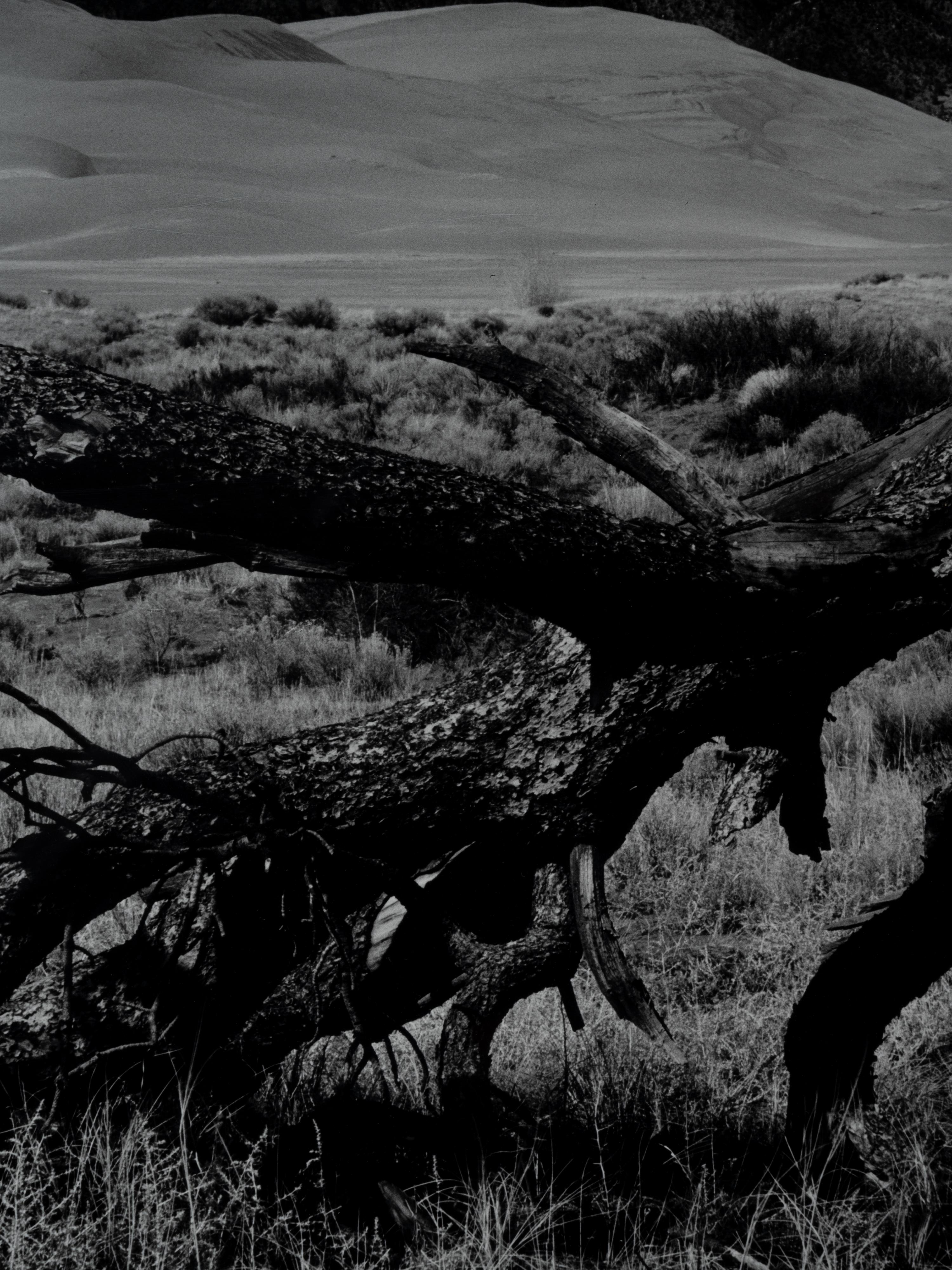 Fallen Pine, Mount Blanca, The Great Dunes of Colorado