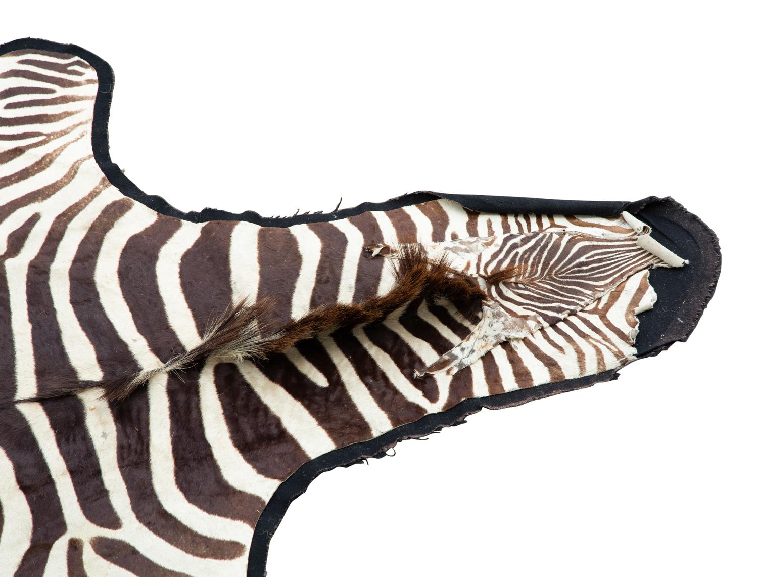 A Taxidermy Zebra Rug