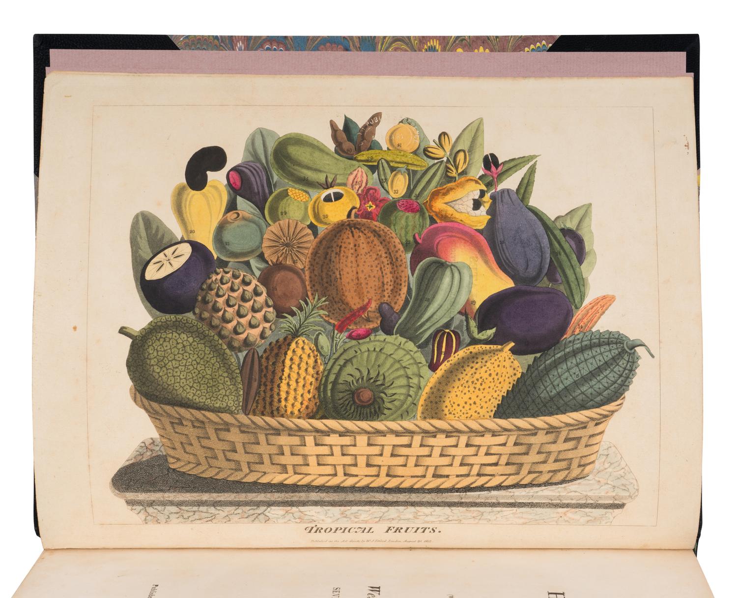 [NATURAL HISTORY]. TITFORD, William Jowett (1784-1823). Sketches towards a Hortus Botanicus Americanus; or, coloured plates (with a catalogue and descriptions of many species) of new and valuable plants of the West Indies and North and South America. Also of several others, natives of Africa and the East Indies . London: C. Stower and Newman for the author, [1811]-1812.