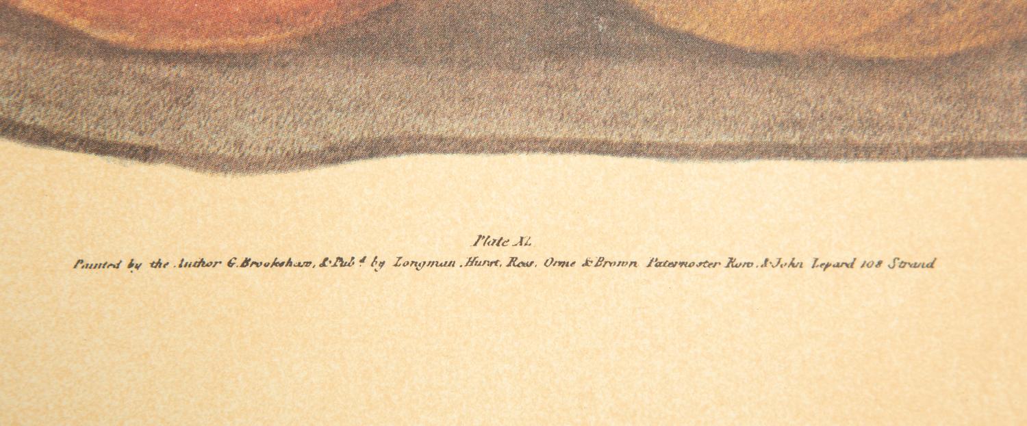 Two George Brookshaw Pomona Britanica Plates