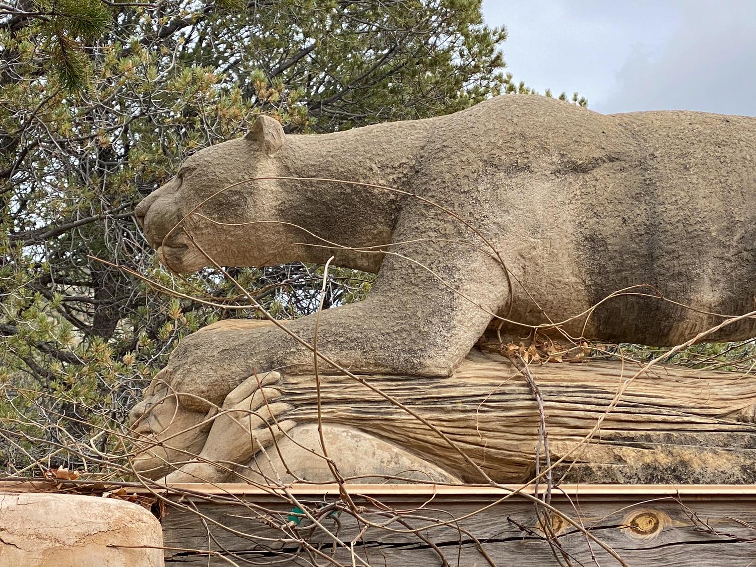 Cougar