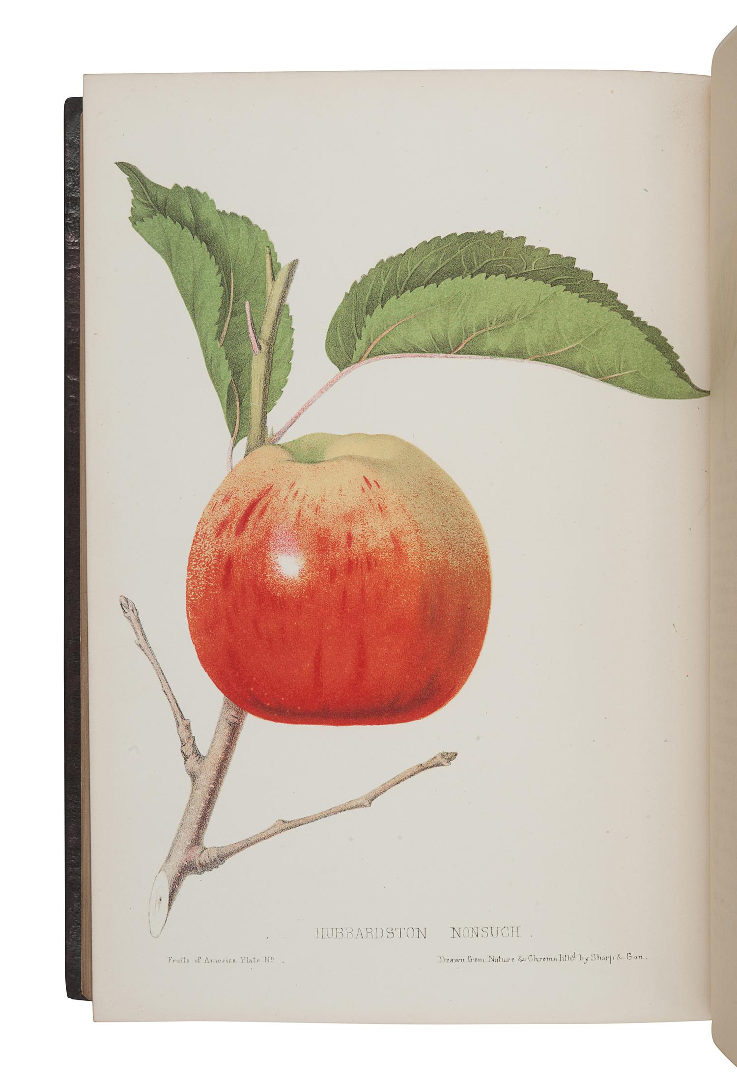 HOVEY, Charles Mason (1810-1887). The Fruits of America, containing richly colored figures and full descriptions of all the choicest varieties cultivated in the United States . Boston & New York: [Vol.I] Hovey & Co. and D. Appleton & Co. in New York, [Vol. II] Hovey & Co., 1852-1856.