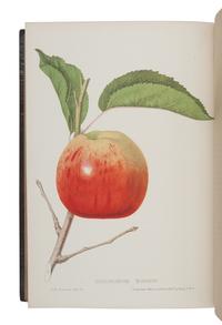 HOVEY, Charles Mason (1810-1887). The Fruits of America, containing richly colored figures and full descriptions of all the choicest varieties cultivated in the United States . Boston & New York: [Vol.I] Hovey & Co. and D. Appleton & Co. in New York, [Vol. II] Hovey & Co., 1852-1856.