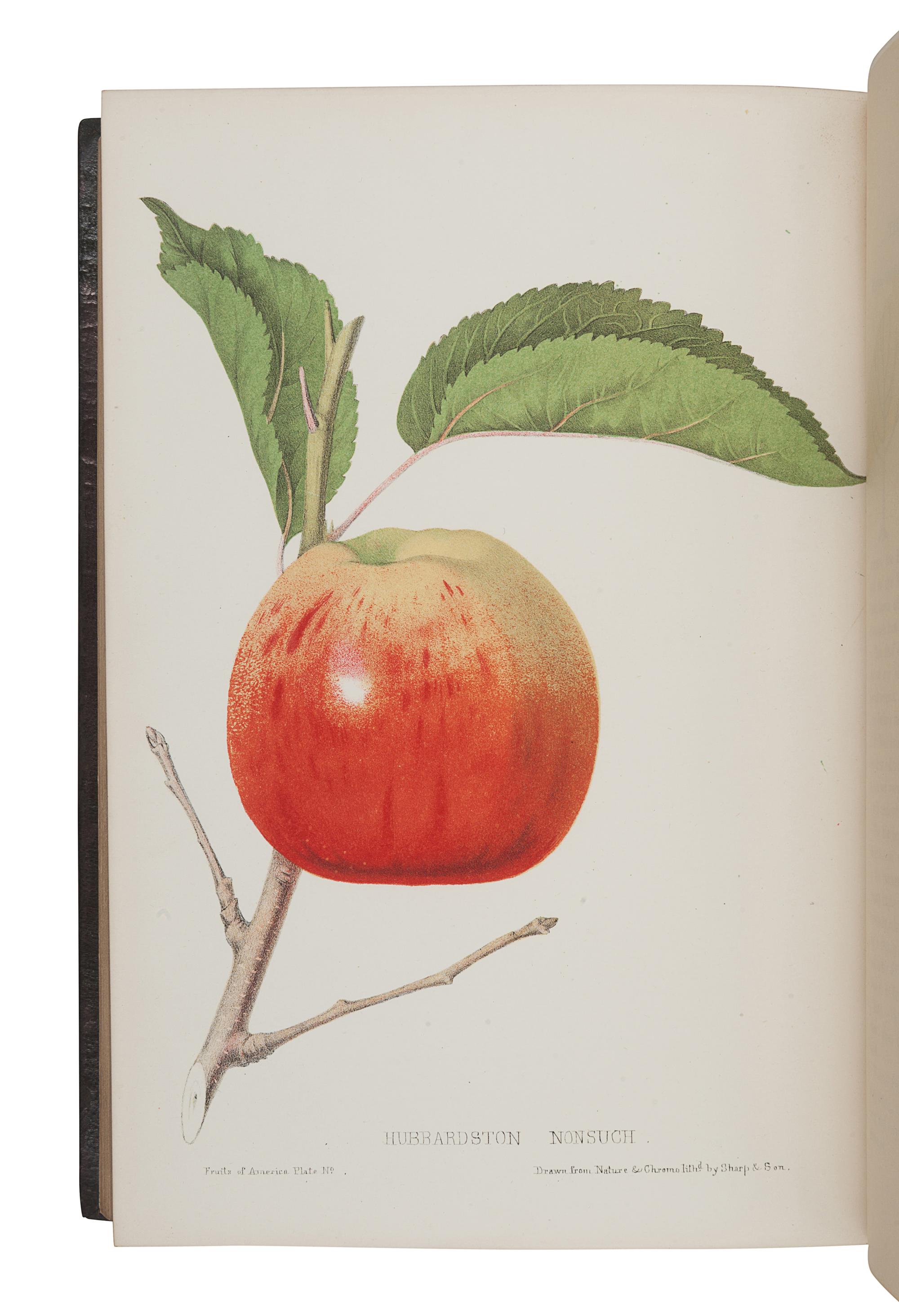 HOVEY, Charles Mason (1810-1887). The Fruits of America, containing richly colored figures and full descriptions of all the choicest varieties cultivated in the United States . Boston & New York: [Vol.I] Hovey & Co. and D. Appleton & Co. in New York, [Vol. II] Hovey & Co., 1852-1856.