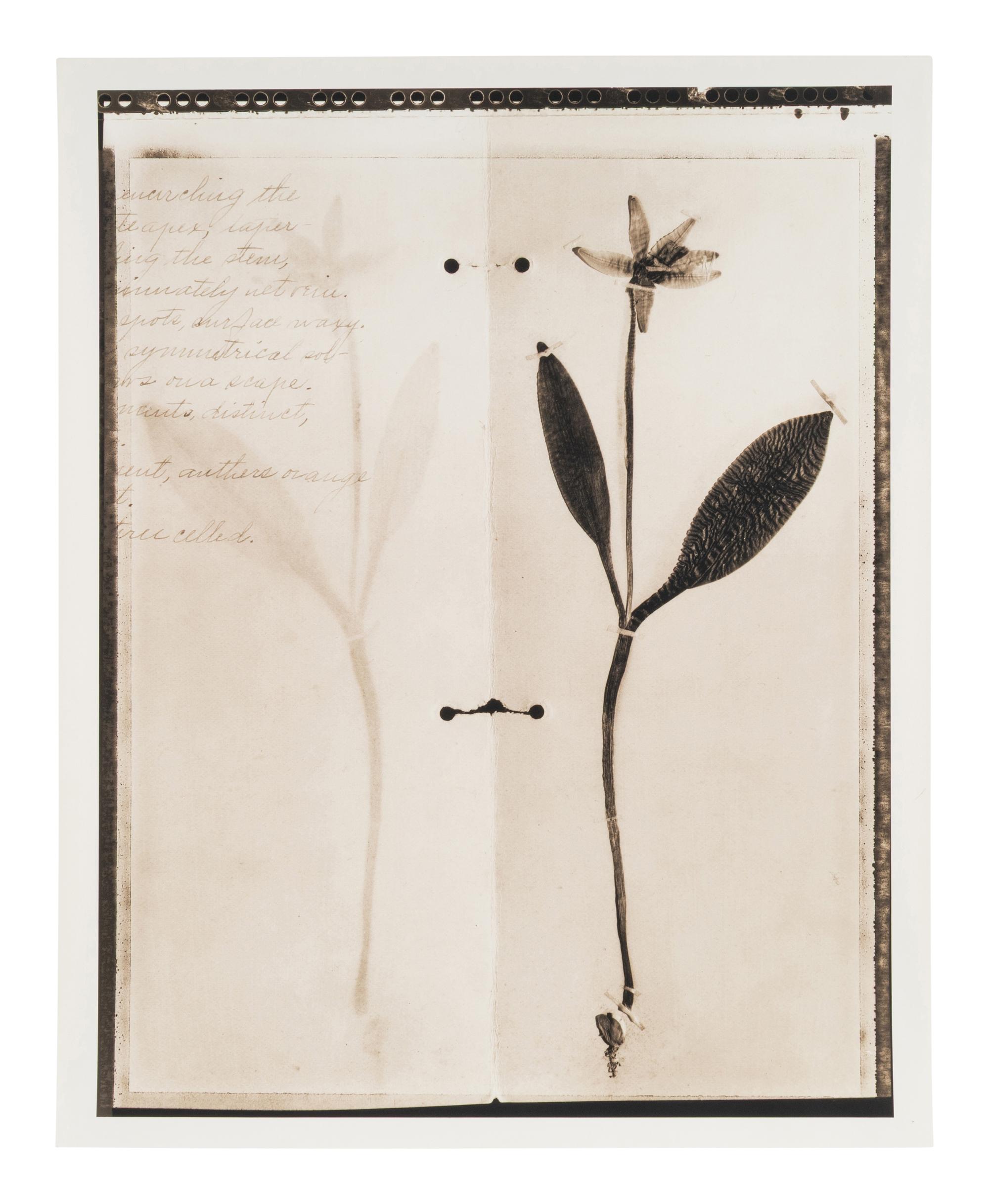 Symmetrical (flower on paper) , 2001